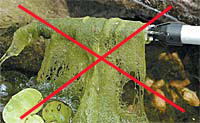 Fonalas alga megsemmisítő